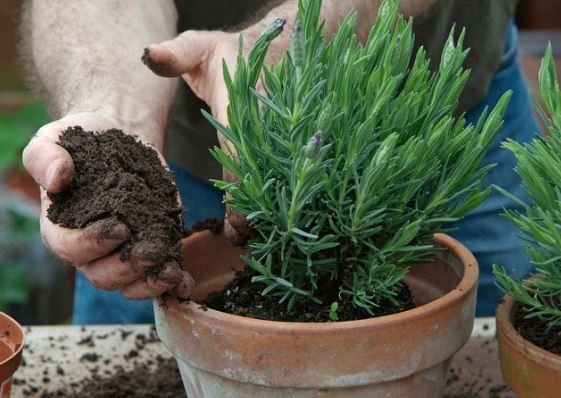 fertilizare lavanda